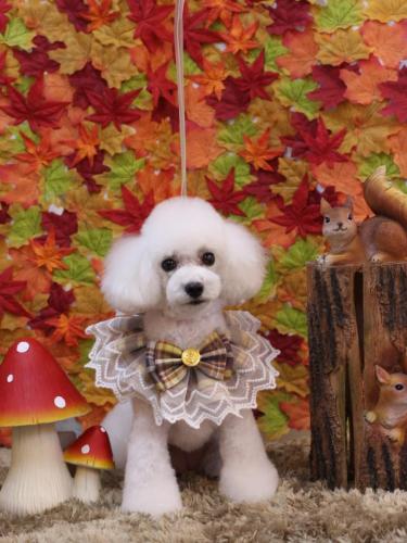 20241122ゆわちゃん